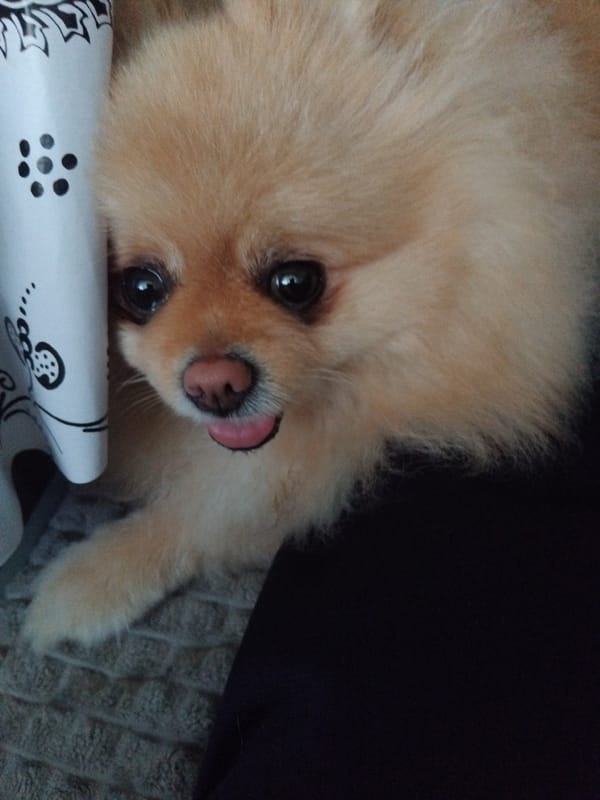 Pomeranian dog captured in indoor moments in Apriltsi, Bulgaria
