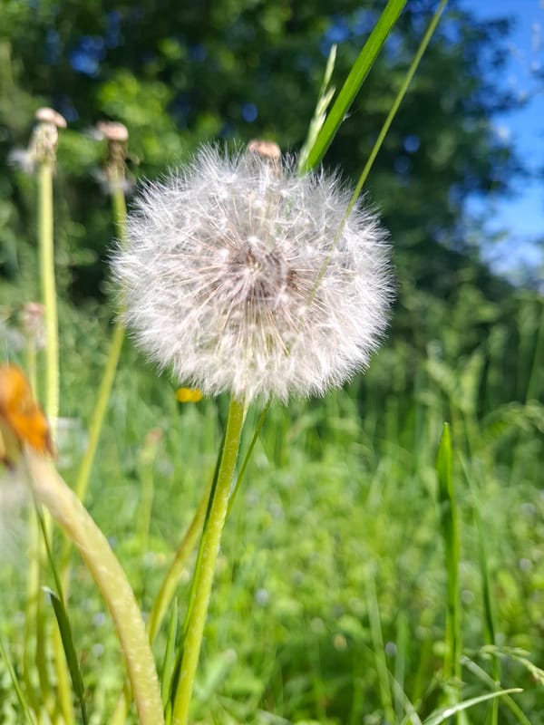 Spring wildflowers documented in Russian countryside near Khlevnoye