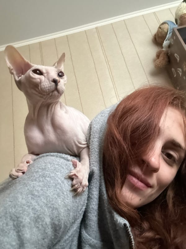 Lazy morning at home with a Sphynx cat in Togliatti