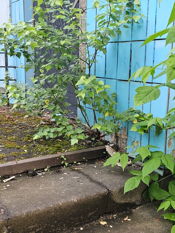 Urban decay and nature documented in Khimki street scenes