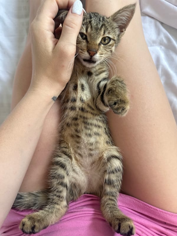 Tabby kitten napping and lounging in Tbilisi