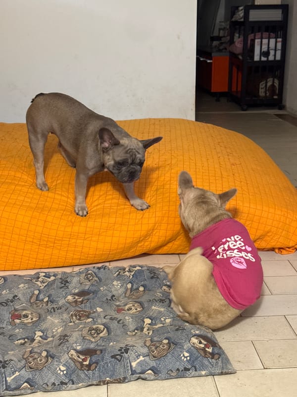 Two French Bulldogs lounging around a home in central Italy