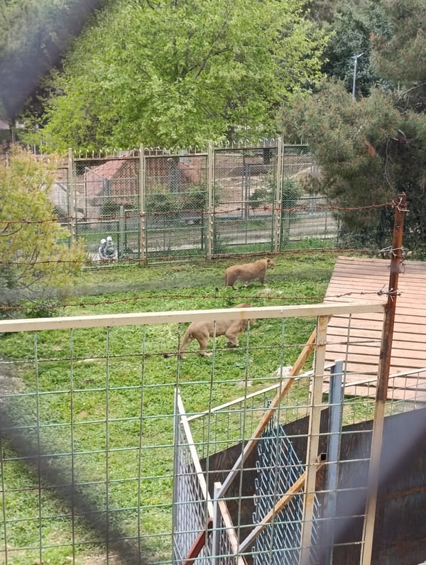 Zoo animals observed during morning visit in Kepez, Turkey