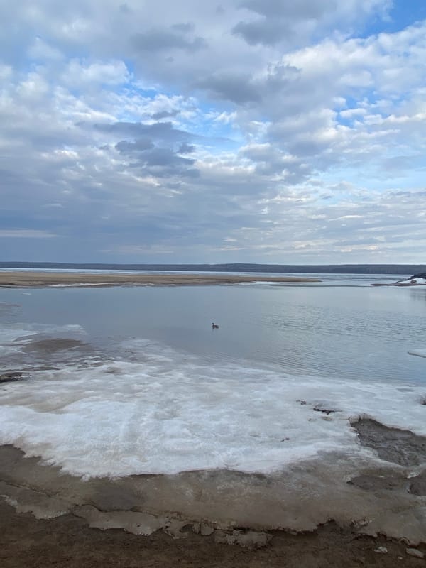 Duck swims in partially frozen water near Chaikovsky
