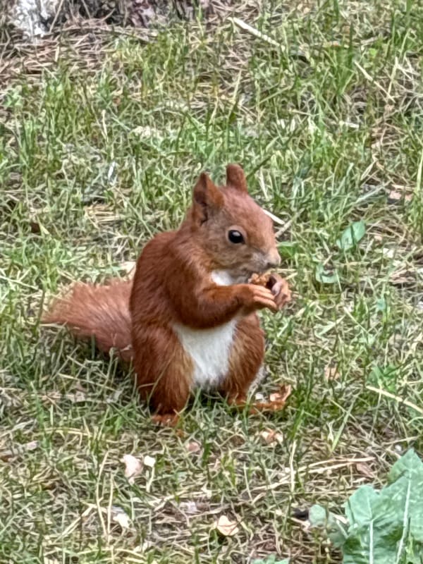 Squirrel snacking in a Brest park, plus a café visit