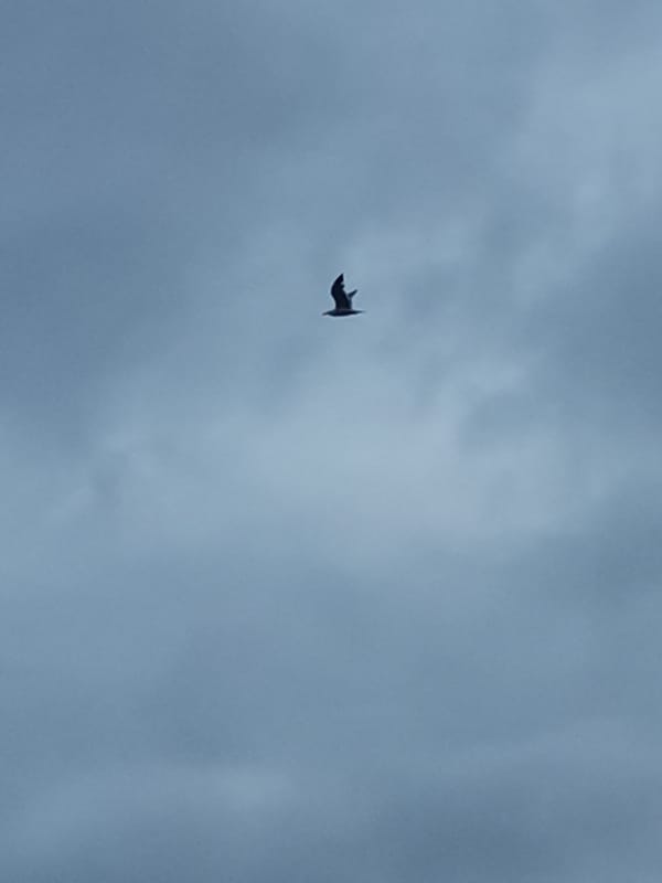 Bird spotted soaring over Varna under cloudy skies