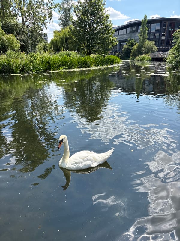Swans, wildflowers, and waterside greenery along Chelmsford's river