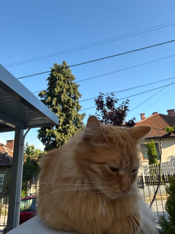 Pets photographed relaxing outdoors in Berkovitsa, Bulgaria