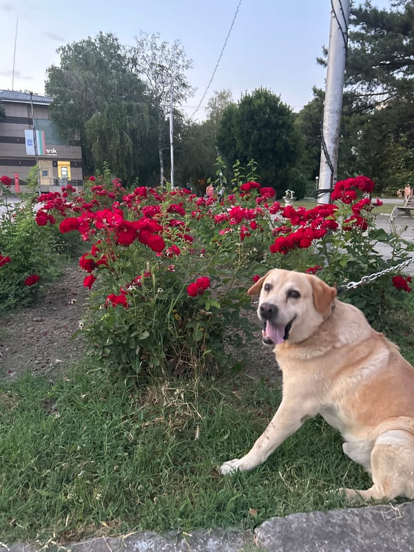 Evening stroll through Belene's public art and streets