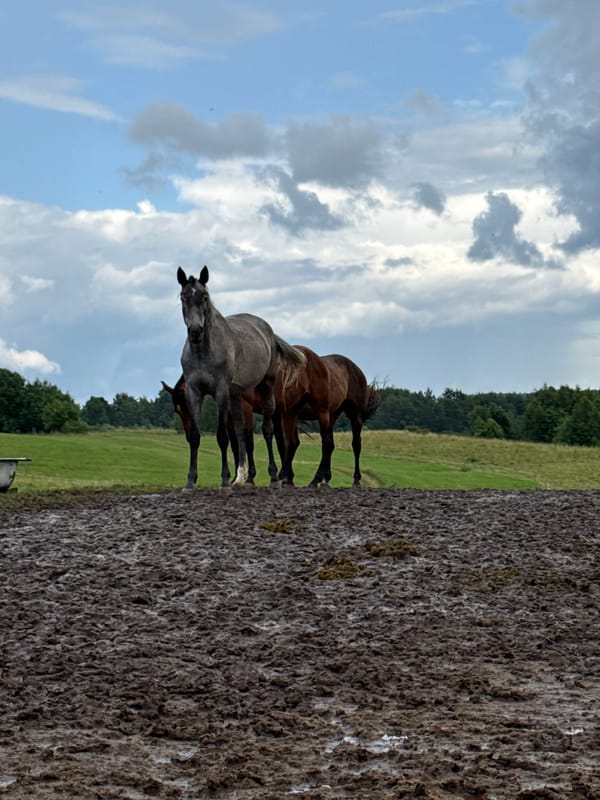 Four horses in a muddy Lithuanian field on a grey afternoon