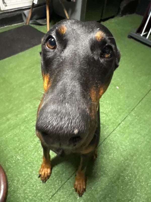 Doberman with red collar, shot from every angle