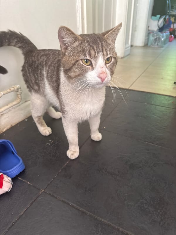 Grey tabby cat spotted multiple times around Braunstone Town