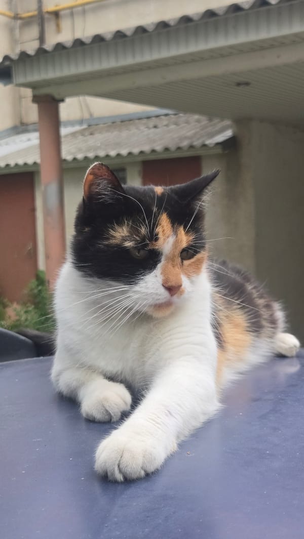 Calico cat lounges on a parked car in Tiraspol