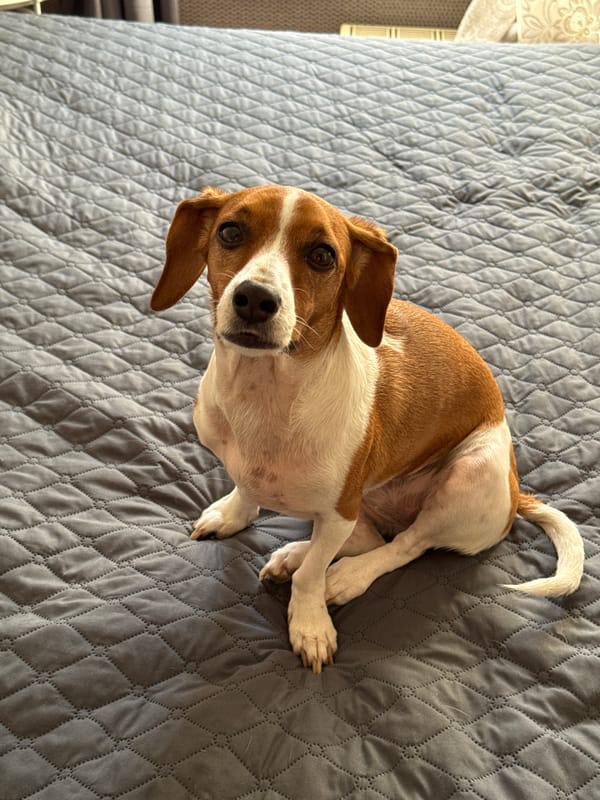 Dog rests on bedspread in Rodniki home