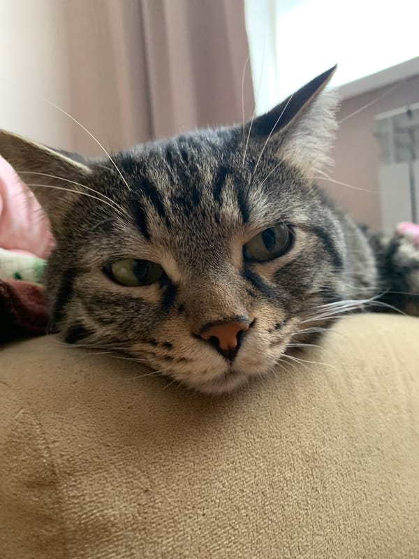 Morning moments with tabby cat and garden flowers