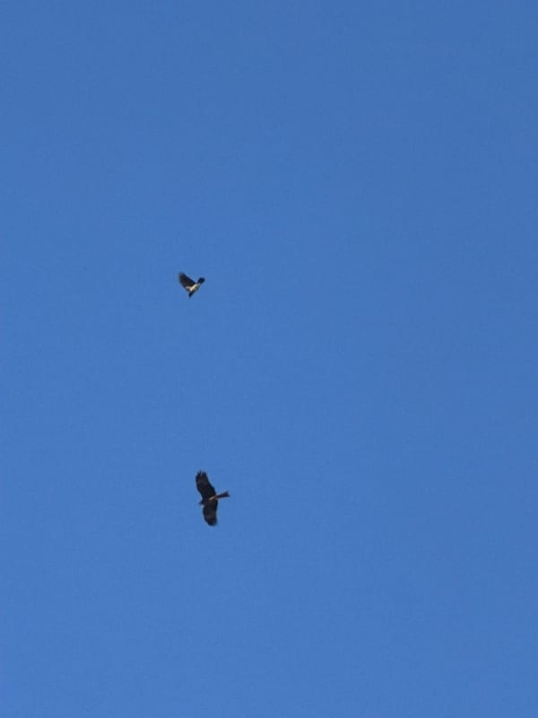 Birds observed flying over Votkinsk hydroelectric area in Russia