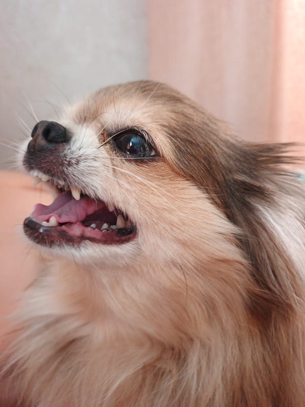 Chihuahua mix goofs around indoors in Medvedyovka