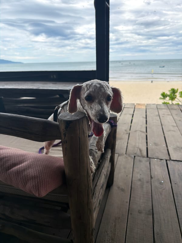 Poodle mix chills beachside in Đà Nẵng, tongue out