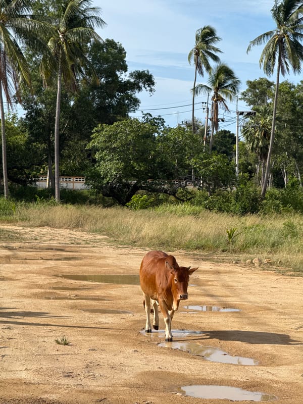 Cows, puddles, and a quiet morning on Ko Samui