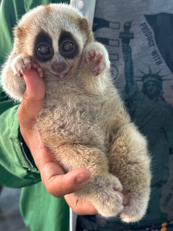 Slow loris handled by person in Damnoen Saduak, Thailand