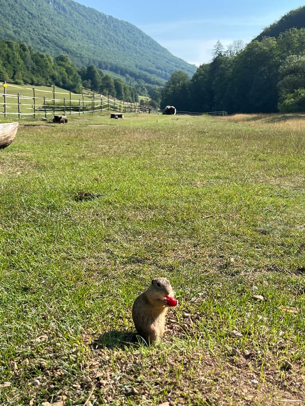 Hat-wearing ground squirrel snacks on berries in Slovak field