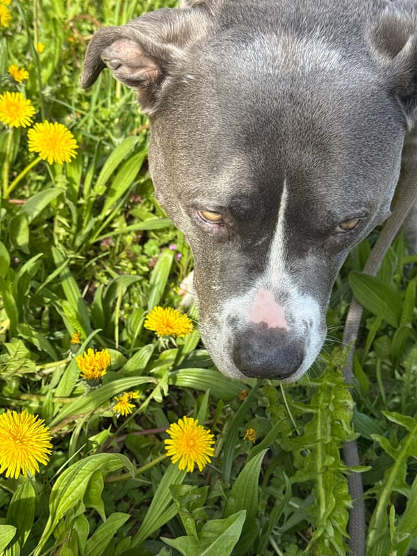 Spring dog walk documented in Esch-sur-Alzette, Luxembourg