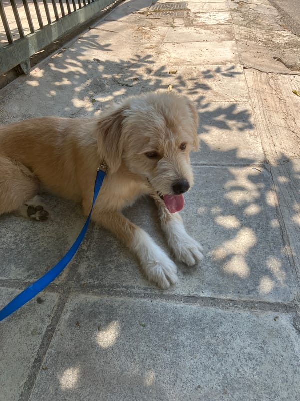 Dog takes a break on a Paleo Faliro sidewalk, mid-morning.