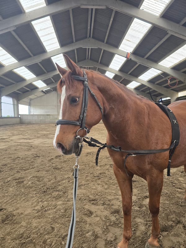 Horse training session documented at indoor arena in Belgium