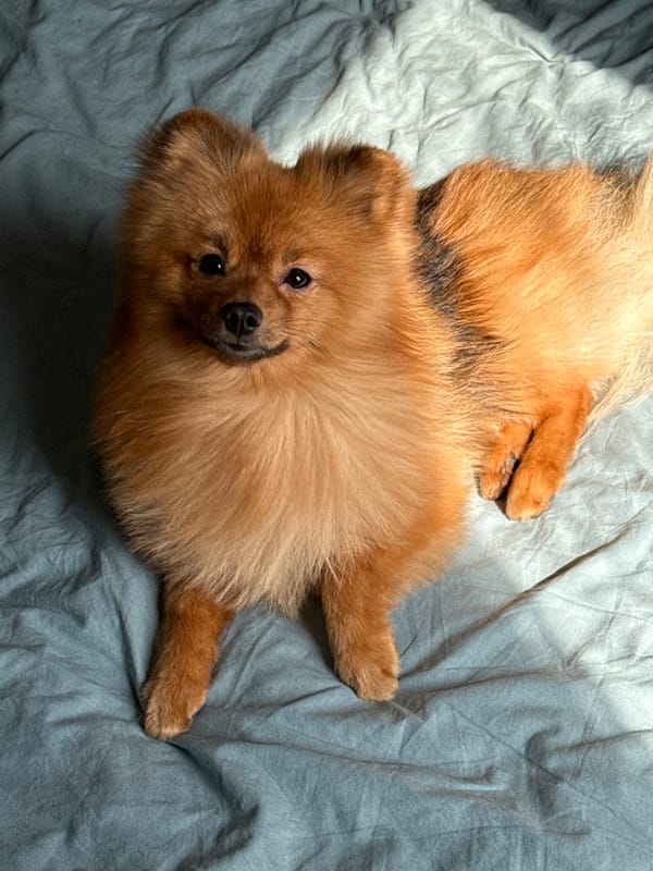 Pomeranian dog rests on bed in Khimki bedroom