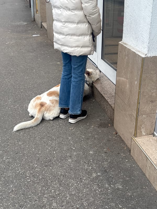 Zagreb resident enjoys Italian dining experience with dog companion