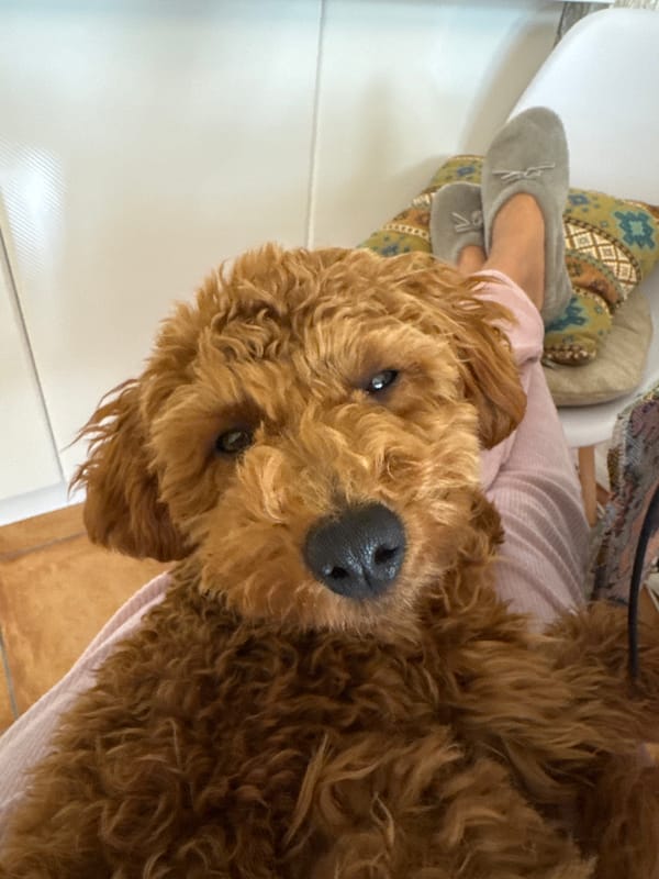 Dog spends quiet morning at home in Montenegro