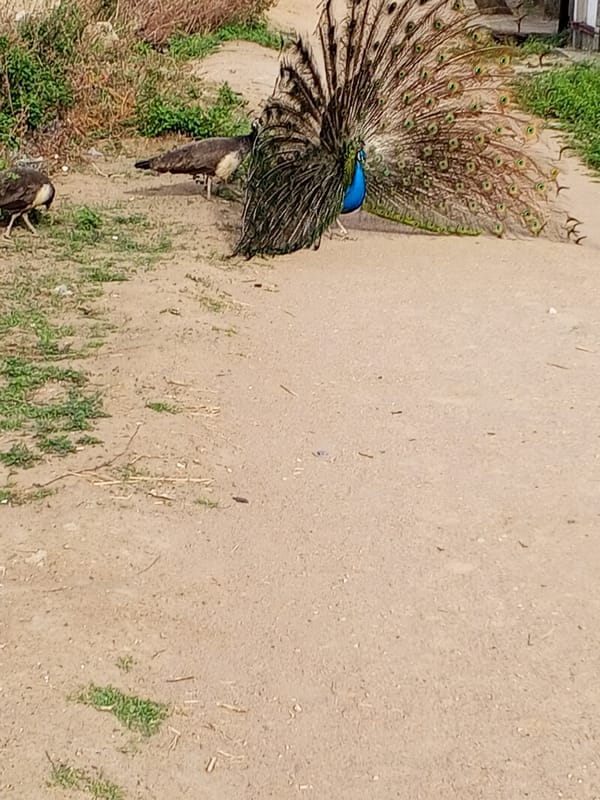 Peacock displays plumage on dirt road in Adonkolo, Nigeria