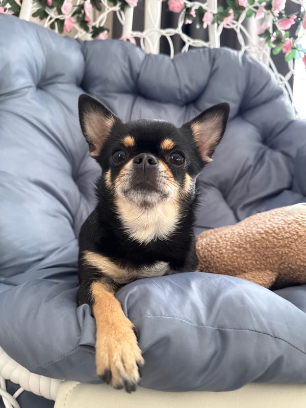 Chihuahua lounging across cozy indoor spots in Russia