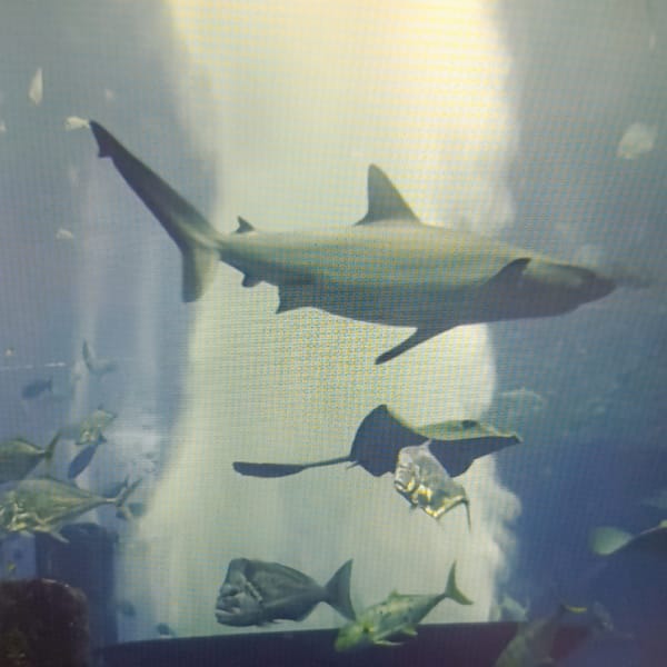 Dam infrastructure, barge canals, sharks, and theme parks near Dubăsari