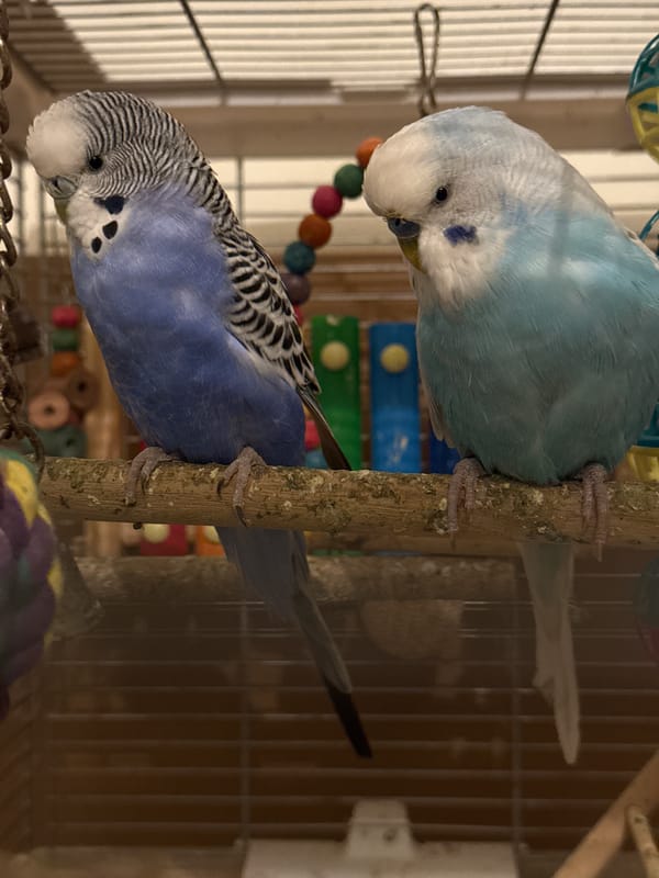 Budgerigars at rest inside their cages, up close