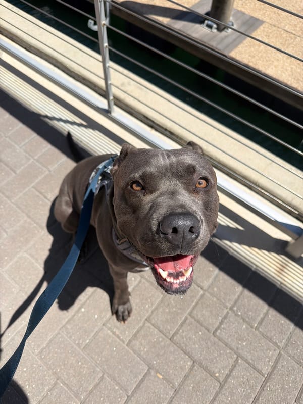 Dog walker spotted near Los Angeles marina Tuesday evening