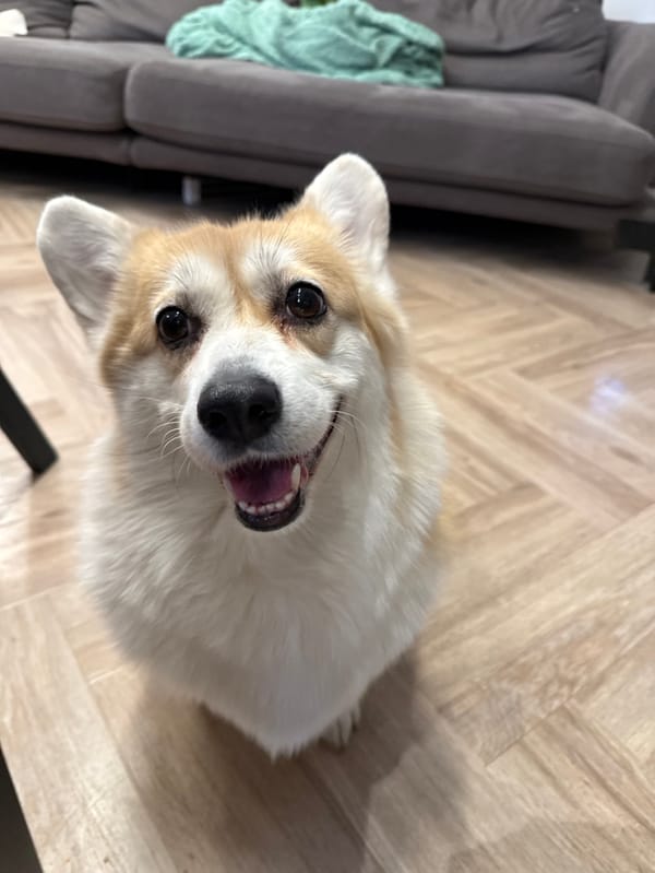 Corgi photo session documented overnight in Krasnoyarsk home