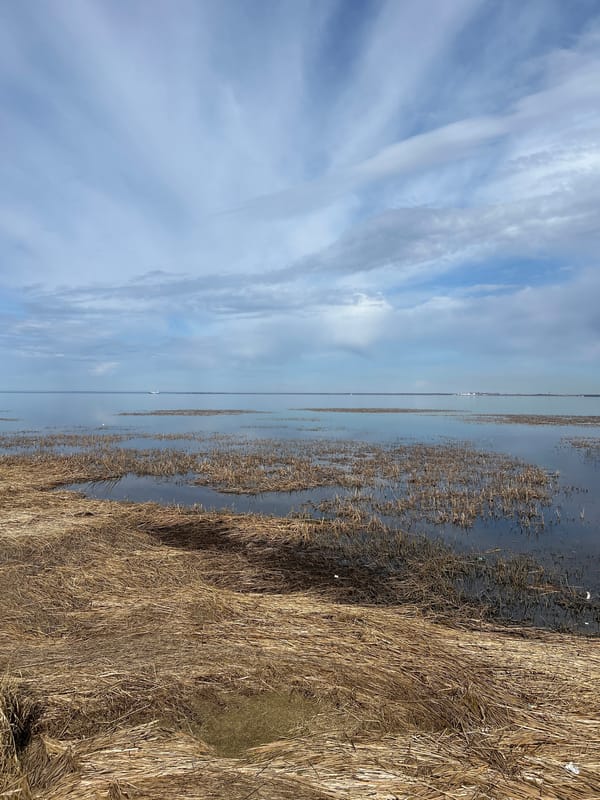 Vehicle journey through wetland landscape documented by witness