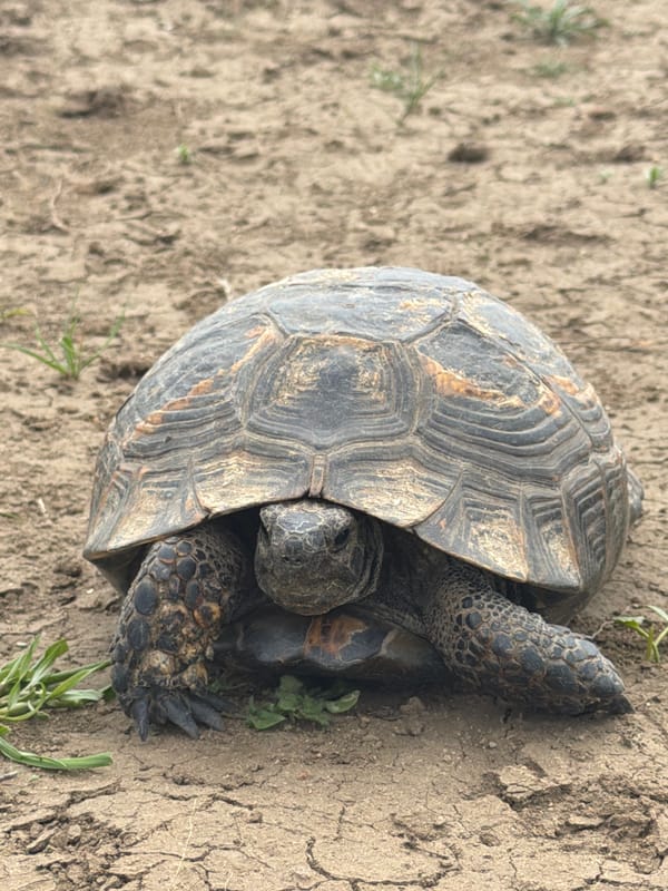 Tortoise spotted on dry ground in Georgian countryside