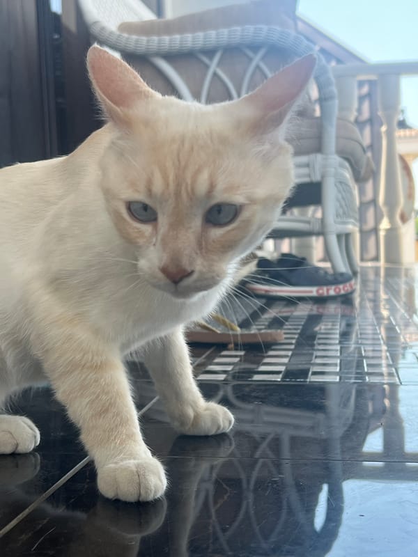 Sochi apartment morning: blue-eyed cat, sea views, and home details