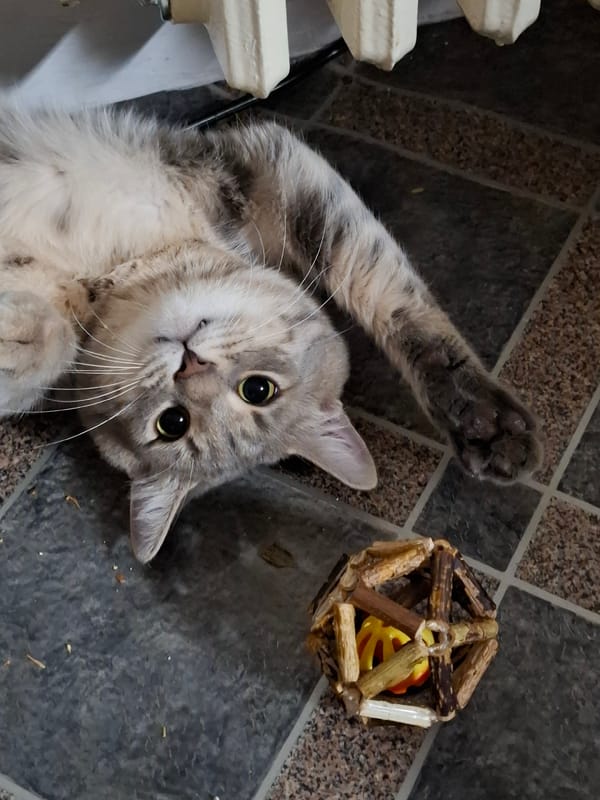 Tabby cat photographed in multiple poses in Novi Sad