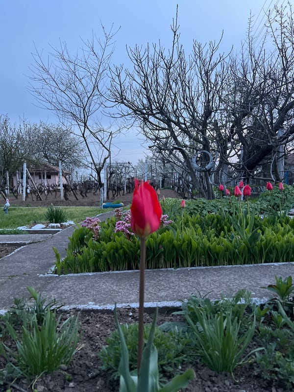 Spring garden with tulips and ornaments spotted in Lyubenovo