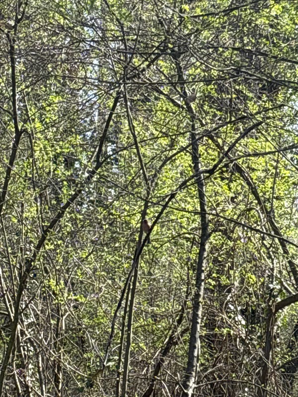 Spring walk through Sofia park captured in 18 memories