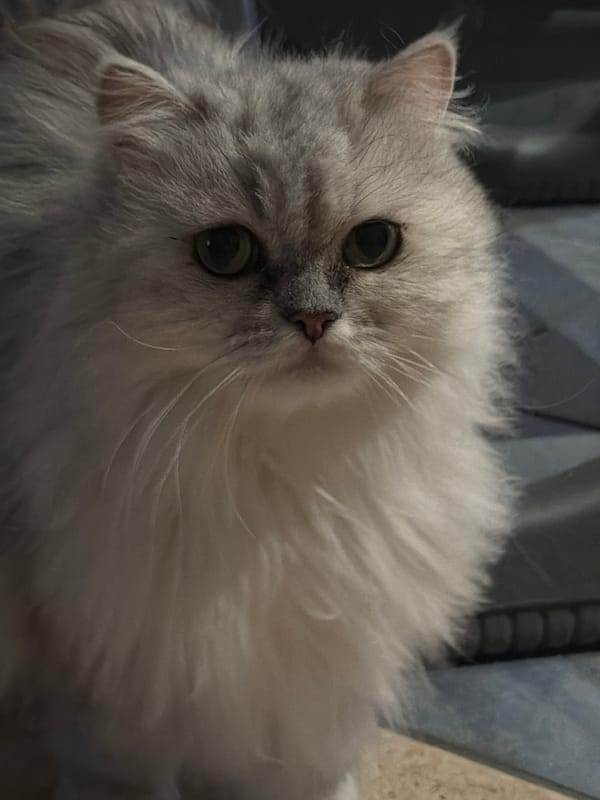 A quiet evening in Sharm El Sheikh: cooking, cats, and dusk skies