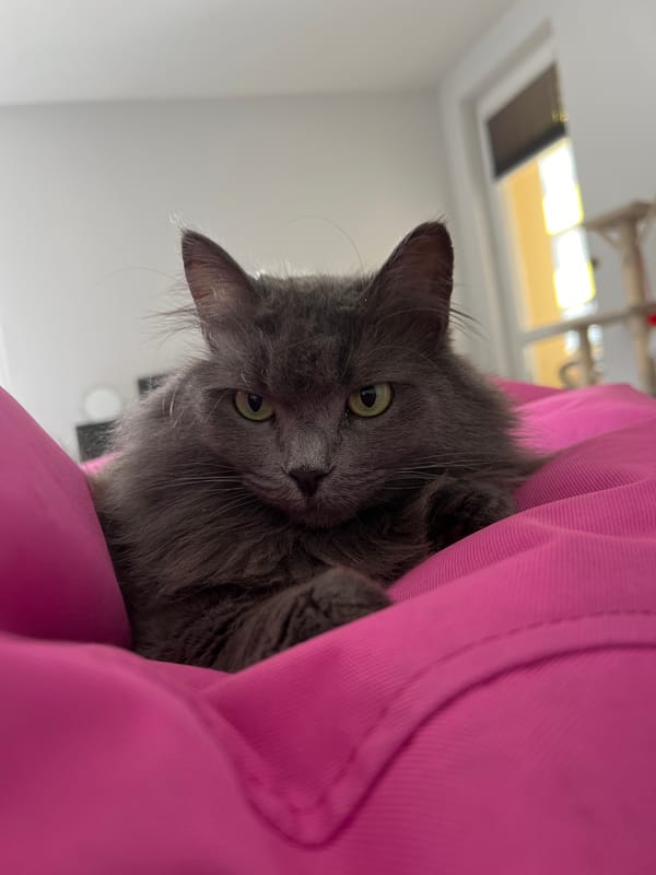 Gray cat peers from pink hoodie in Sofia