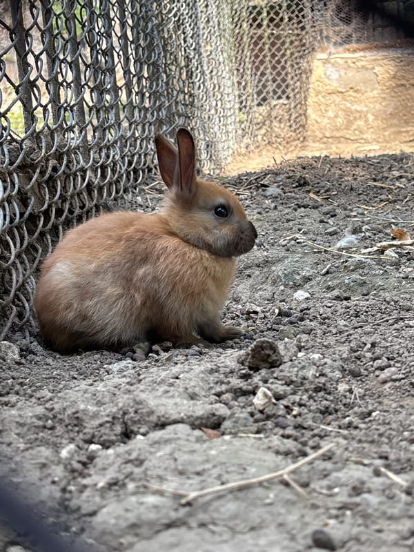 Afternoon walkthrough of the animal enclosures at Pleven Zoo