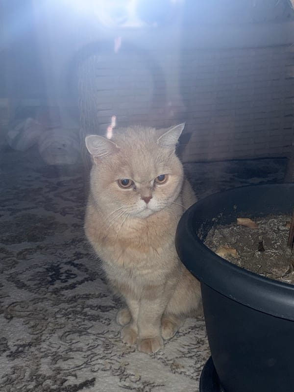 Cat observed indoors near apartment buildings Sunday evening