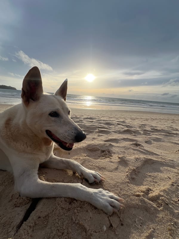 Sunrise beach life at Choeng Thale: dog, yoga, horses, golden light