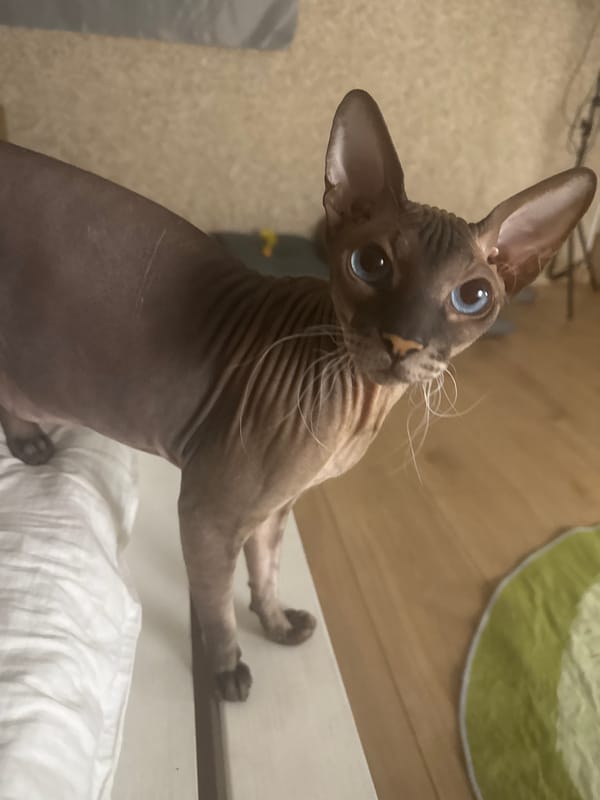 Sphynx cats relaxing and posing around the house