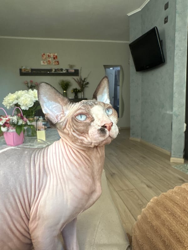 Sphynx cat photographed resting indoors, looking upward